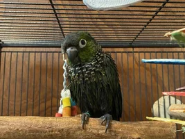 Introducing Skittles!