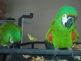 Hello from a new member