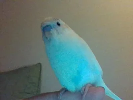 New Parakeet Owner