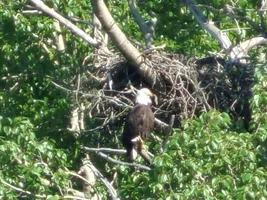 Potter Marsh birding photos!