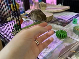 Behavior Of A Sparrow