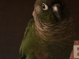 Small bird photo thread!