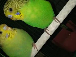 Is something wrong with my budgie's beak?