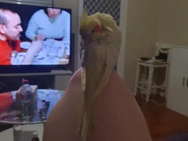 2 Budgies and a Tiel