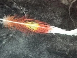 Bella's Beautiful  Crest Feather (Major Mitchell's Cockatoo)