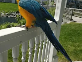 Big foraging toys for Macaws