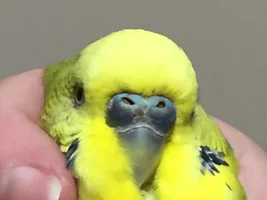 Bad Budgie disobeying and tossing pellets