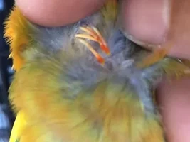 What is on my sun conure???