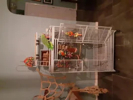 New Cage Day~