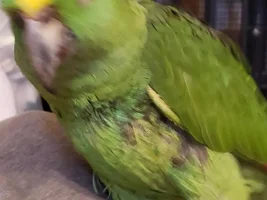 Bingo