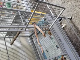 If your having a hard time getting your parrot out of the cage