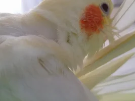 Raising baby birds is a pain! Pippen's story/life thread😊