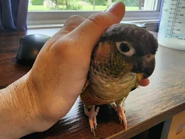 Southeastern IL GCC needs a new home.
