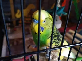 Benji looking like a little dinosaur.