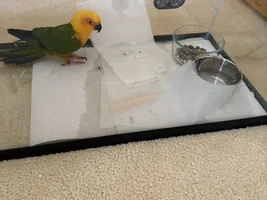 Quarantining Parrots