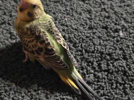 OK so attempt two.   Not my attempt The budgies insist.