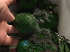 Please help a first-time owner; how can I know if I'm getting a good bird?