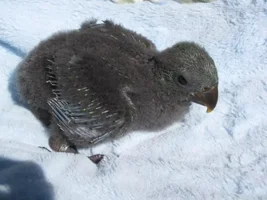 Watch my baby grow!