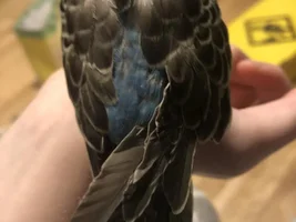 Budgie's wing looks different/hurt