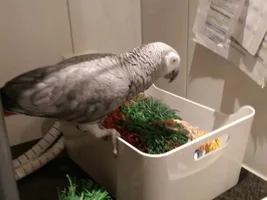 dull feathers?