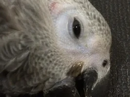 Have your baby CAGs died?