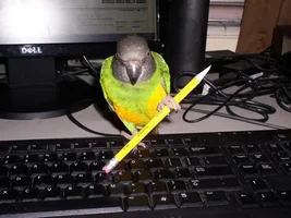 What was your first bird?