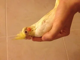 hand feeding my 4 weeks old cockatiel