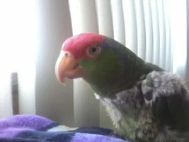Proud new parent of a mexican red headed amazon!