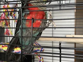 Conure was much older than I was told