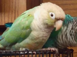 GCC Identifying Mutation as chicks