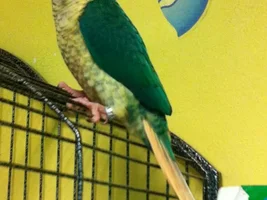 What mutation am I??