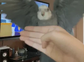 Lemme see ya favorite pics of your birbies 👁️👄👁️