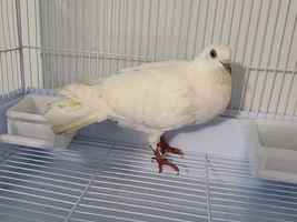 Found Pigeon/Dove