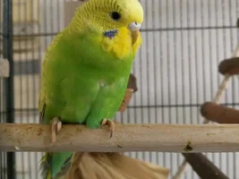 Official budgie photo thread!