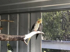Hannah's little Parrots thread 🦜