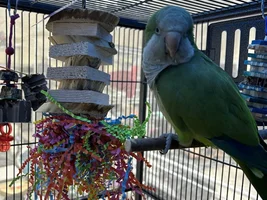 Tom the Con-Man and the Flock!