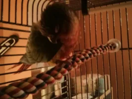 formally introducing my new conure :D
