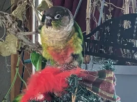 CONURE THREAD