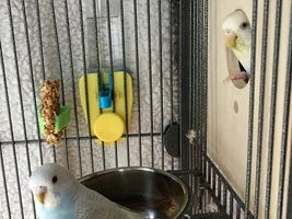 So I got her a nestbox....