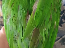 Eclectus parrot chewing feathers....