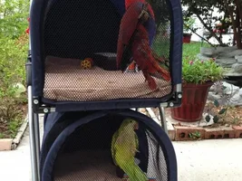 Fancy Green Cheek