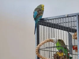 2 Budgies and a Tiel