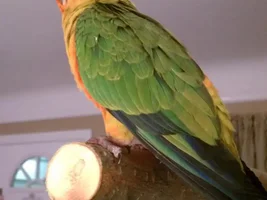 Introducing Pyro