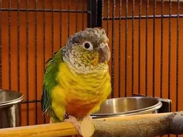 New Conure owner here