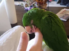 Budi Conure is MOCKING ME