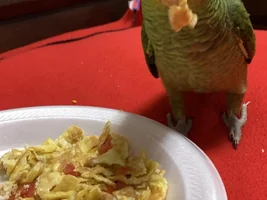 traveling with pet bird!