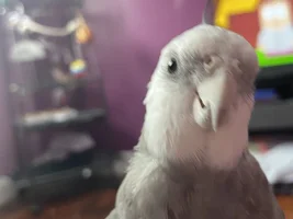 Photos Taken Moments before Disaster