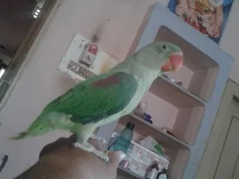 Parrot shower