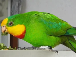 What to feed Superb parrot (Barraband parakeet)