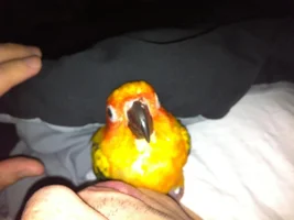 My conure has a cut on the nares
